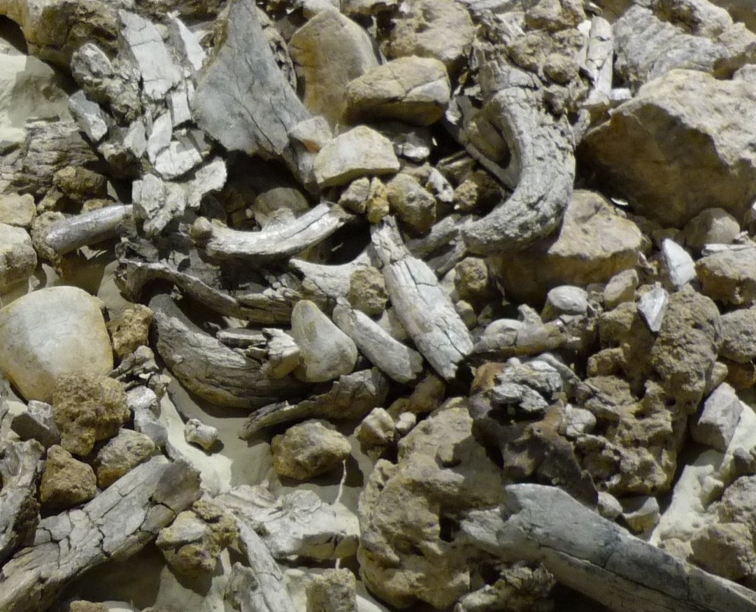 Paleosuperfice di Isernia La Pineta